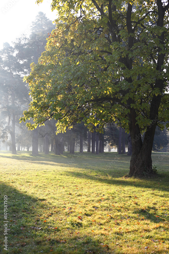 Obraz premium autumn morning in city park