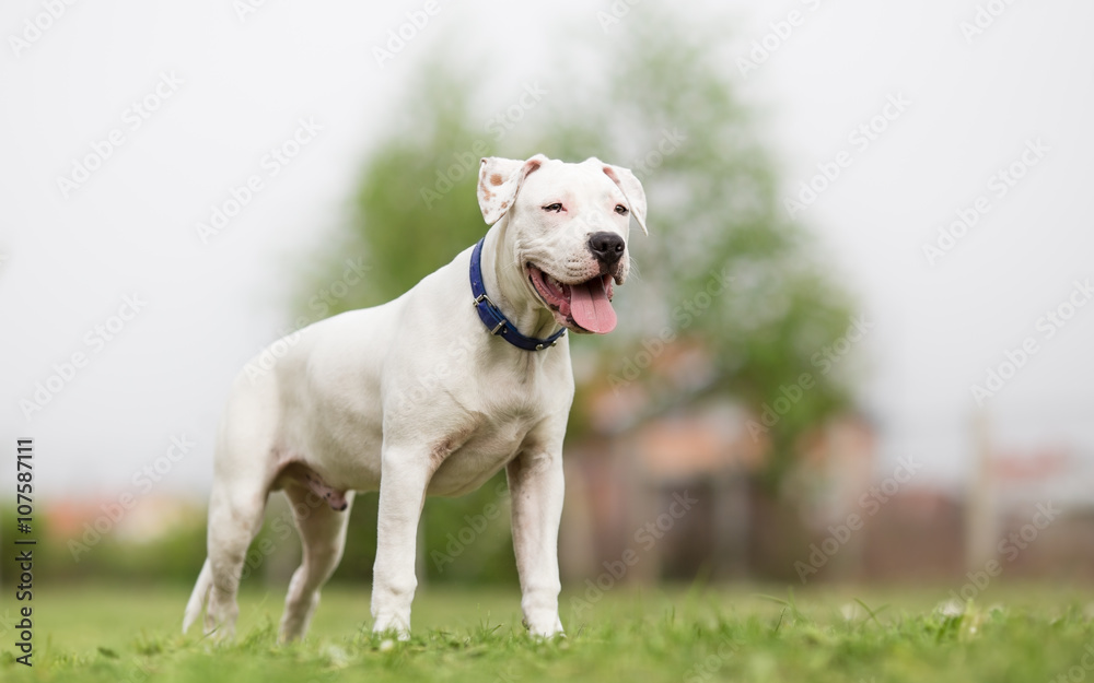 American Staffordshire Terrier young dog
