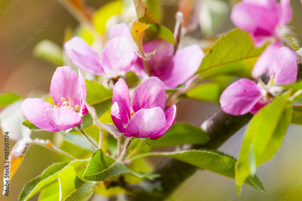 Flowers Up Close with Shallow Depth of Field Flowers Up Close with Shallow Depth of Field
