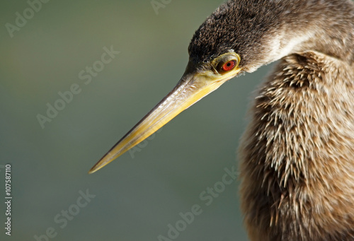 Amerikanische Schlangenhalsvogel - [Anhinga anhinga] photo