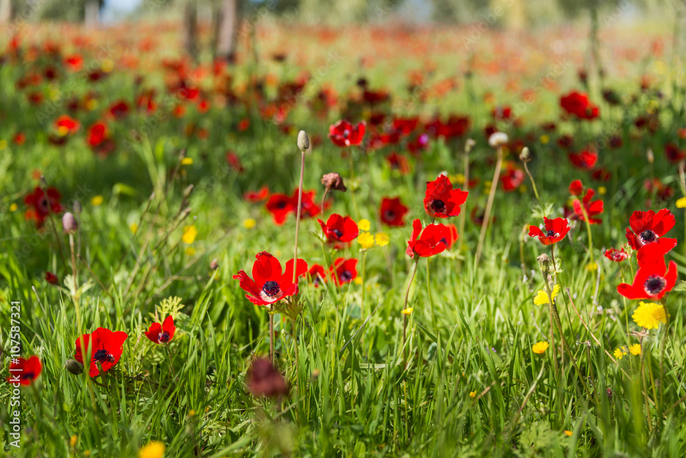Fototapeta premium Zróbmy festiwal Adom