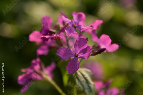 Purple flowers