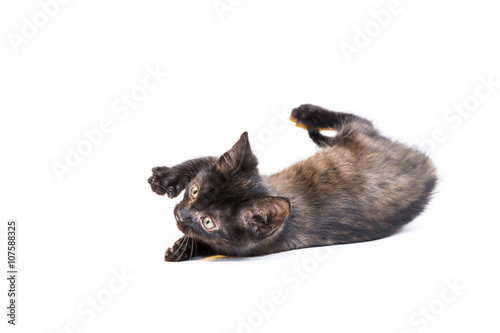 Feline in the Bright Studio Setting