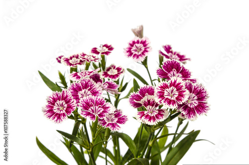 Dianthus chinensis  China Pink  Flowers on white background