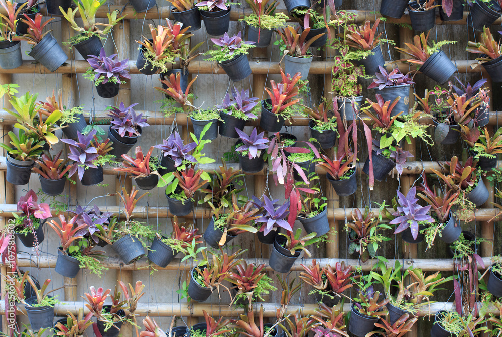Ornamental plants hang on wall