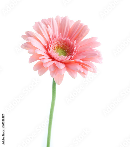 Pink gerbera  isolated on white