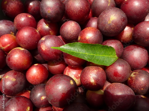 Camu camu fruit (Myrciaria dubia) Myrtaceae family. Amazonas, Brazil  photo