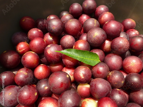 Camu camu fruit (Myrciaria dubia) Myrtaceae family. Amazonas, Brazil  photo