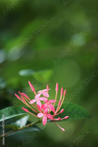Pink tropical flower ixora.