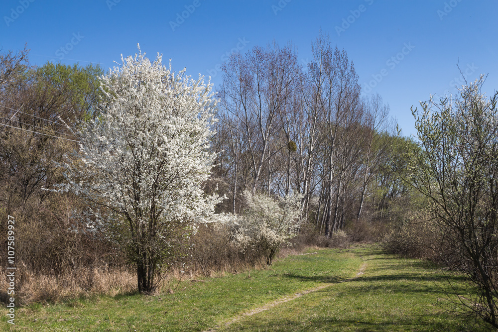 Meadow and a blossoming tree in the spring