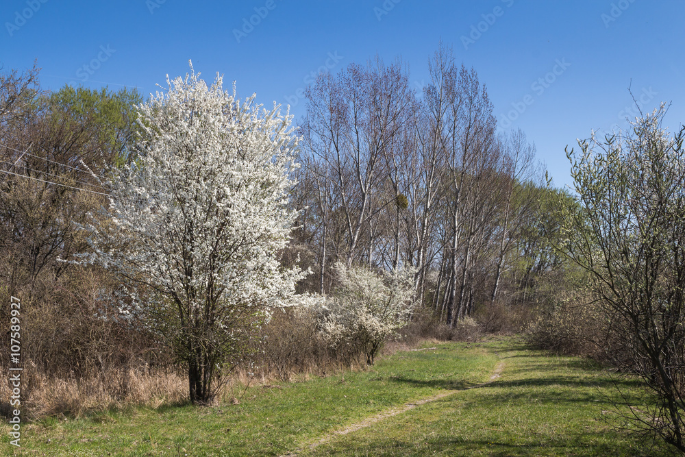 Meadow and a blossoming tree in the spring Meadow and a blossoming tree in the spring