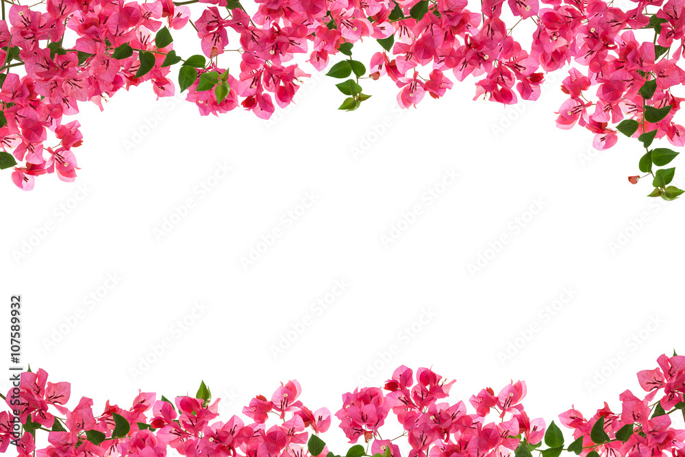 Fototapeta premium Bougainvillea flower frame on white background ,Provincial flowe