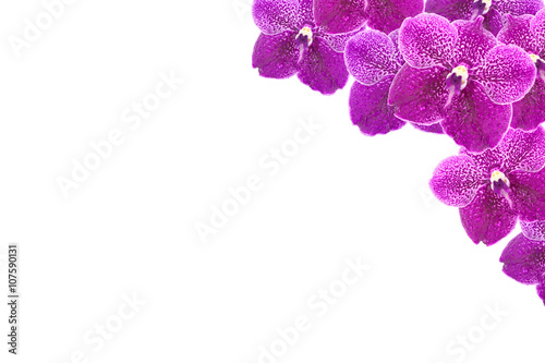 Fototapeta Naklejka Na Ścianę i Meble -  Purple orchid flowers frame on white background