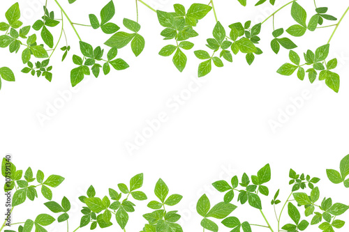 Fresh Green leaf frame isolated on white background.