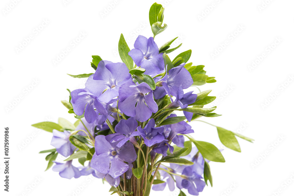 Obraz premium blue flower periwinkle isolated