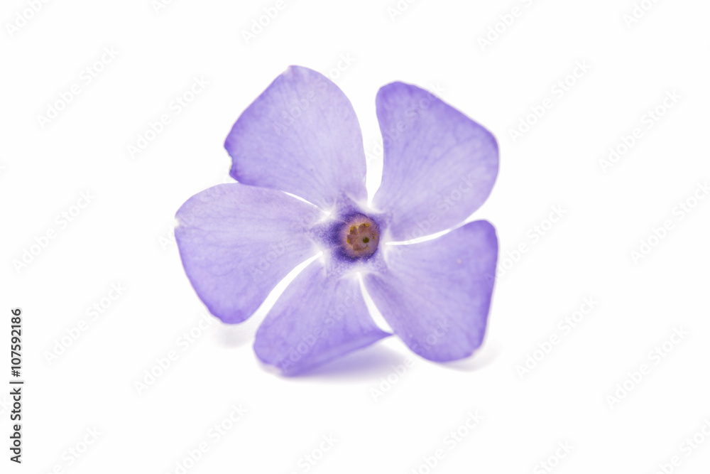 Obraz premium blue flower periwinkle isolated