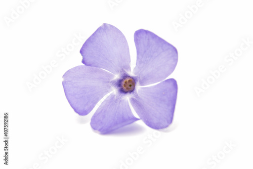 blue flower periwinkle isolated