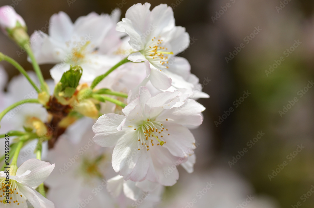 Beautiful Cherry blossom