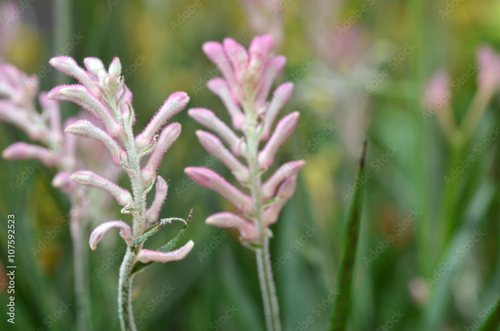 Closeup of kangaroo paw plant