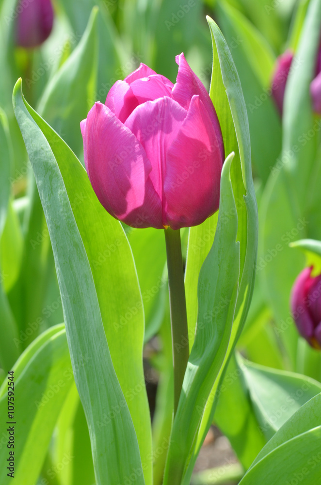 Naklejka premium Tulips in spring