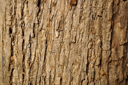 natural wood texture background