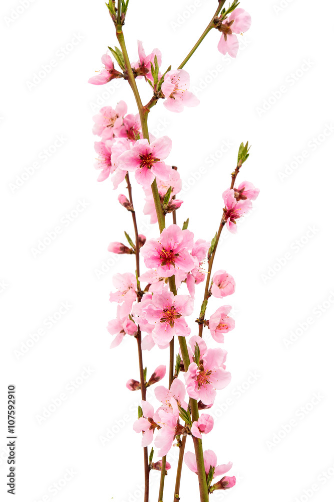 Fototapeta premium pink peach blossom isolated