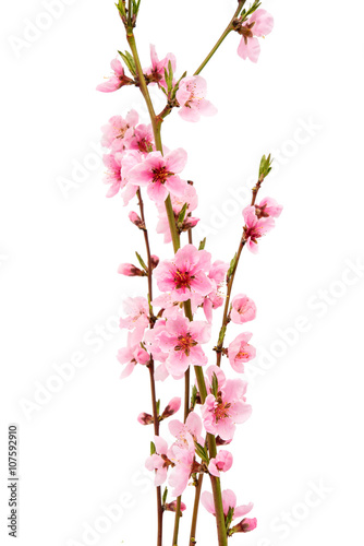 pink peach blossom isolated © ksena32