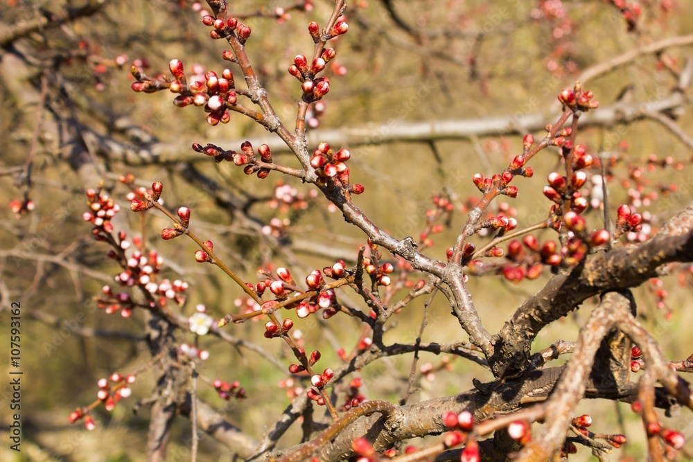 Fototapeta premium Red Apple Blossoms