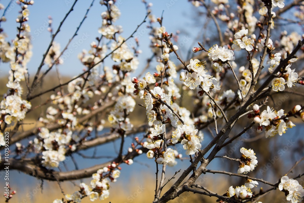 beautiful flowers on the apple tree in nature beautiful flowers on the apple tree in nature