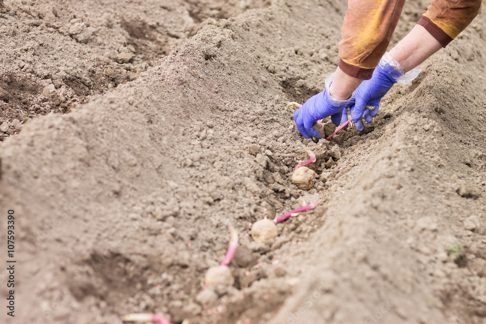 Hands in gloves planting potato into the ground Hands in gloves planting potato into the ground