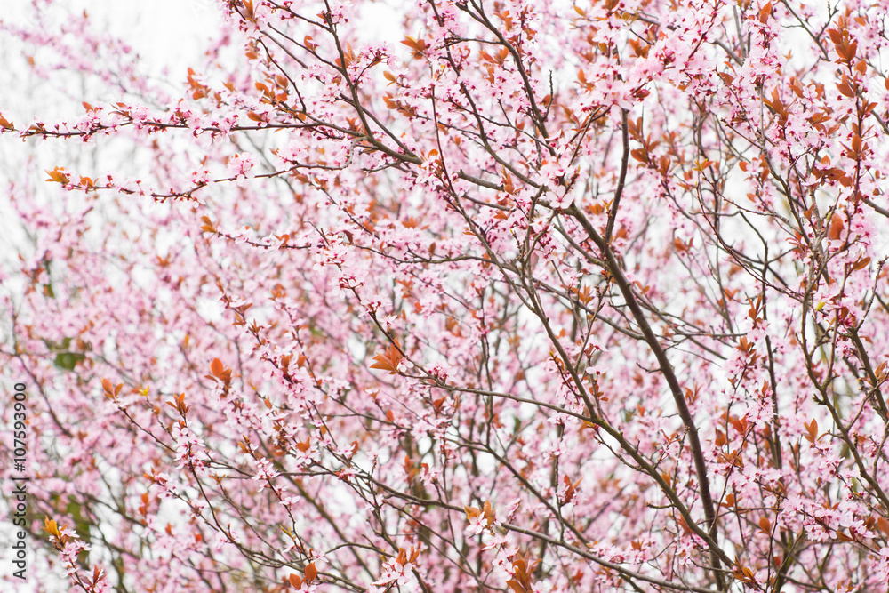 Fototapeta premium pink trees