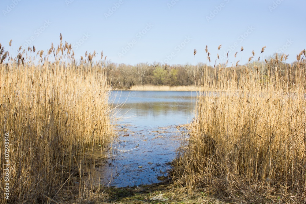 river with high dry grass river with high dry grass