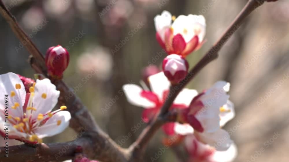 Spring cherry flowers, white flowers and buds, close-up shot Spring cherry flowers, white flowers and buds, close-up shot