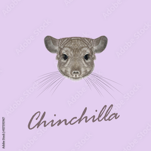 Vector Illustrated portrait of Chinchilla.