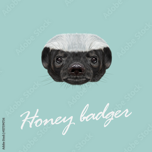 Fotografie, Tablou Vector Illustrated portrait of Honey badger.