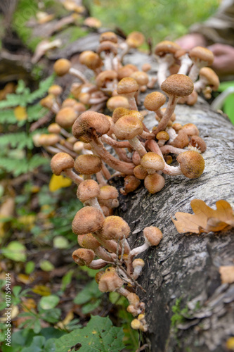 honey mushrooms (armillaria) in the forest