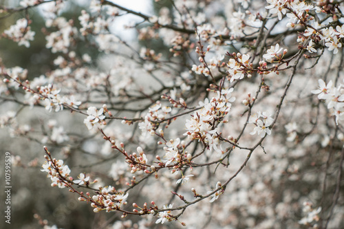 blooming cherry tree - sakura blossom - spring japanese symbol