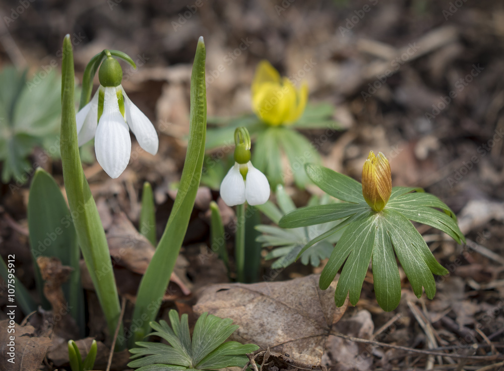 Φωτογραφία Spring Flowers:  Aconite and Galanthus buds in a home garden in New York's Hudso