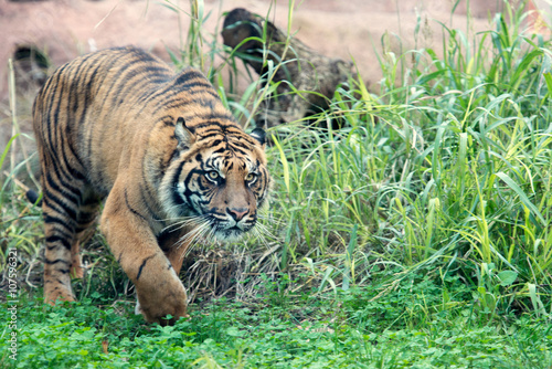 Fototapeta Naklejka Na Ścianę i Meble -  Siberian Tiger, Amur Tiger