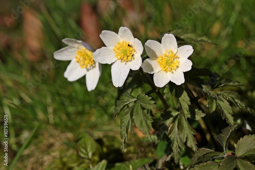 Drei Buschwindr  schen  Anemone nemorosa    