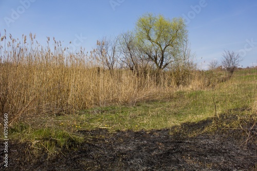 Scorched grass meadow