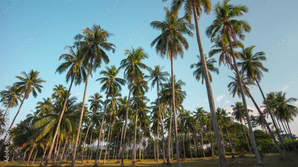 thai famous island palm tree place panorama 4k time lapse thailand
thai famous island palm tree place panorama 4k time lapse thailand