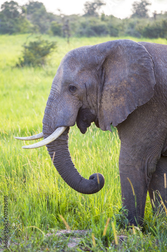 Big African elephant at the Murchison Falls National Park savanna in Uganda  Africa