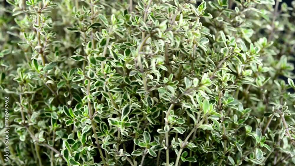Thymian auf einem Drehteller Thymian auf einem Drehteller