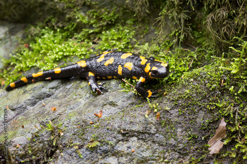 Feuersalamander