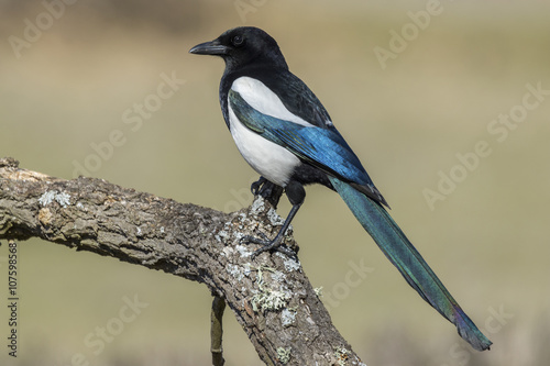 Magpie (Pica pica), perched on a log