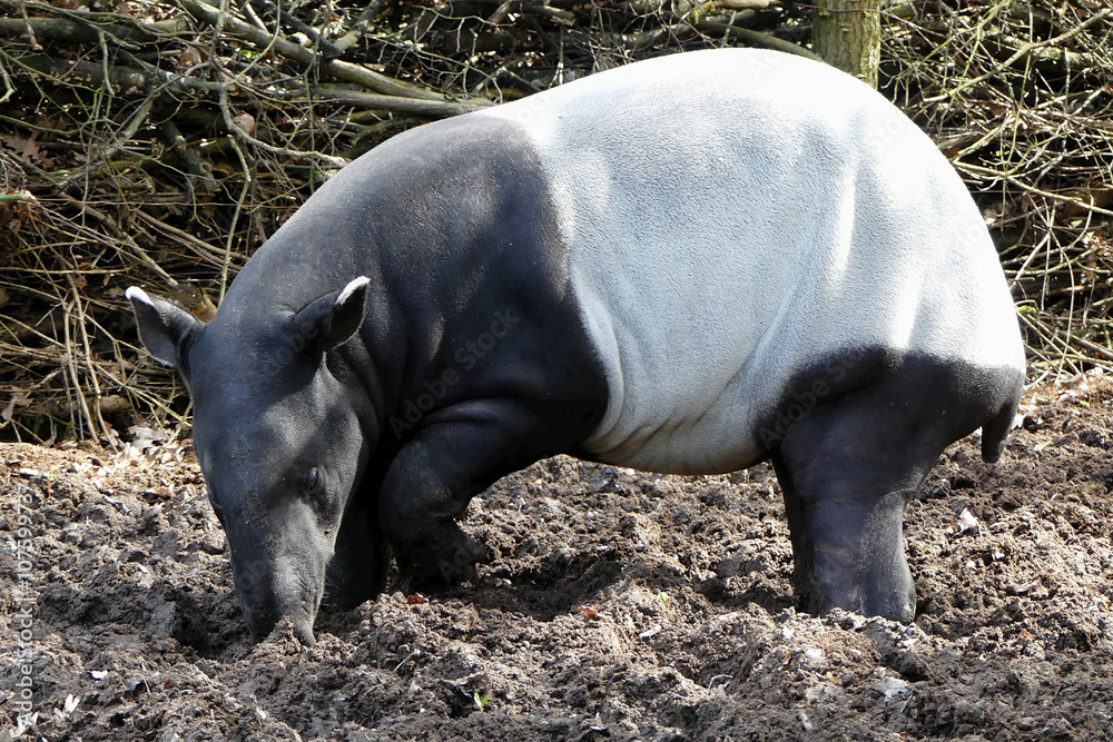 malayan tapir malayan tapir