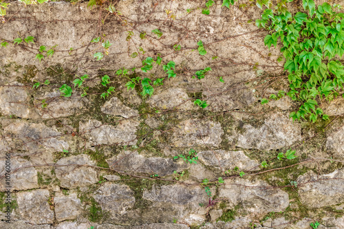 Зеленое, вьющееся растение на старой каменной стене. Фон, текстура. Архитектура, Европа, Черногория, Балканы © lubava84