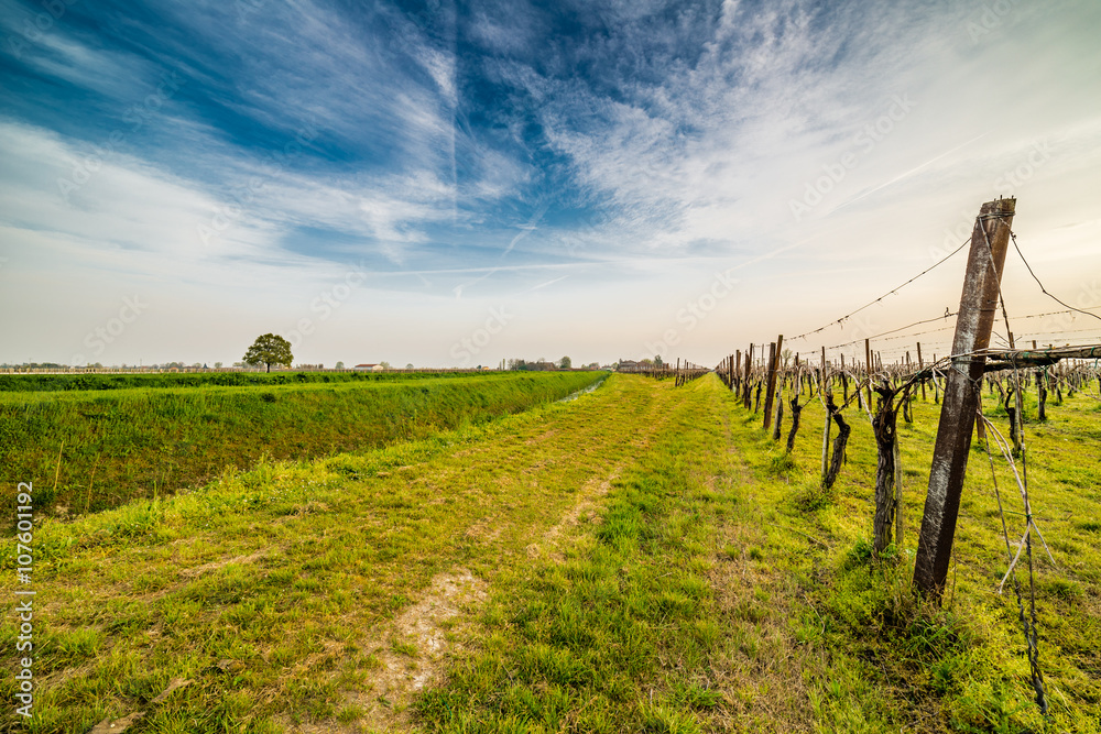 Obraz premium irrigation canal through the fields