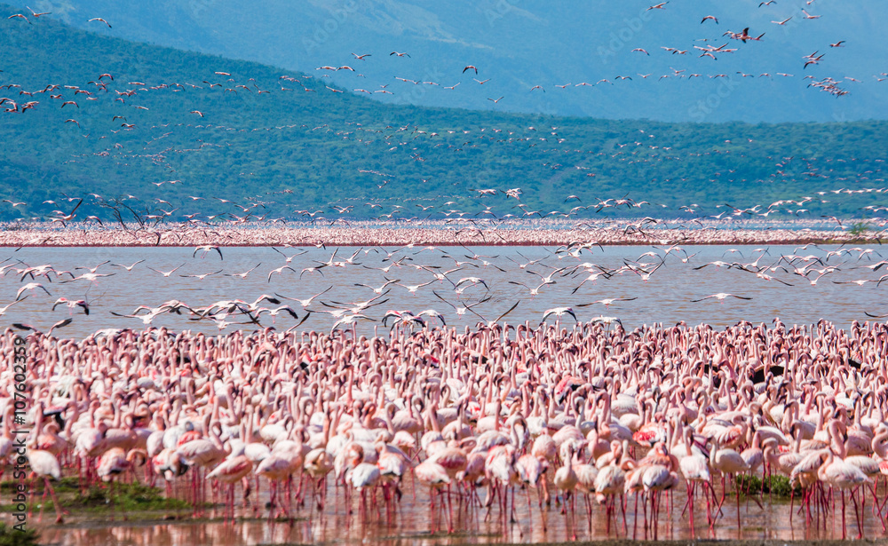 Naklejka premium Hundreds of thousands of flamingos on the lake. Kenya. Africa. Nakuru National Park. Lake Bogoria National Reserve. An excellent illustration.